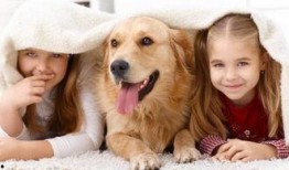 娱乐圈爆料流浪狗的小说,流浪狗的逆袭传奇